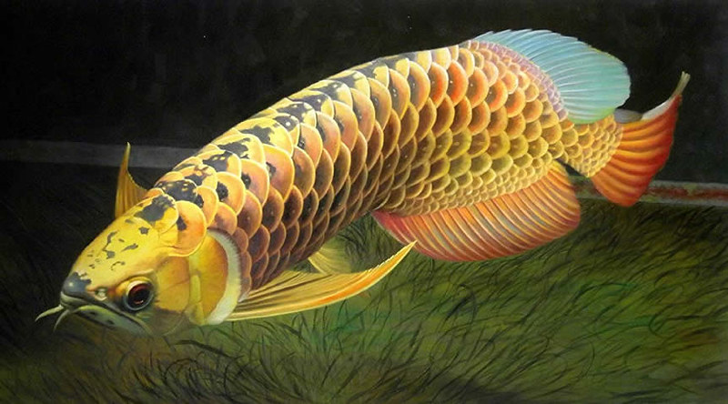 7 Jenis Ikan Arwana yang Wajib Kamu Tahu