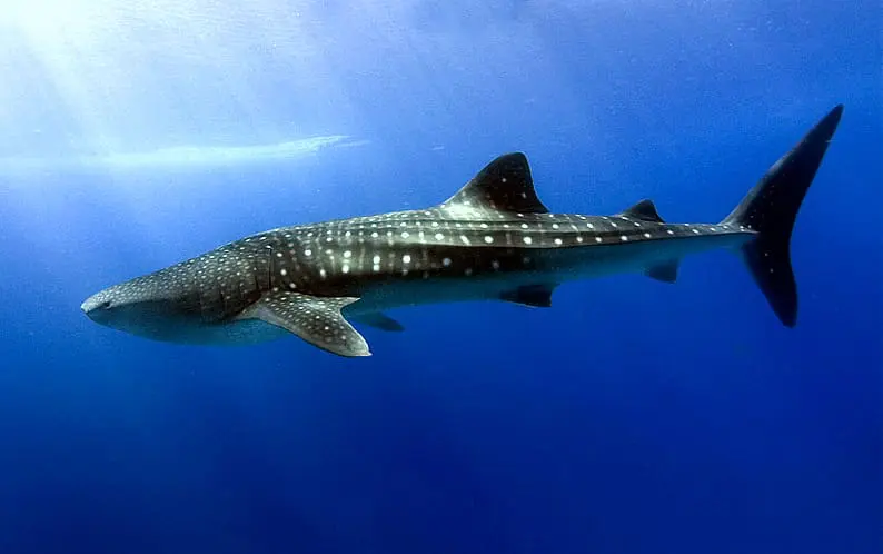 Deretan 10 Ikan Terbesar di Dunia