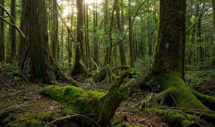 7 Hutan Paling Misterius di Dunia yang Penuh Cerita Aneh