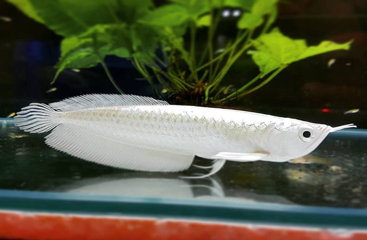 Daftar 7 Ikan Termahal di Dunia